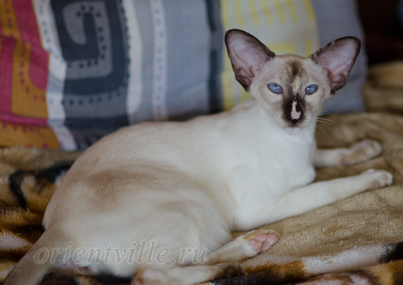 Feya, 8.5 month