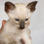 Сиамский котенок, мальчик, сил-пойнт