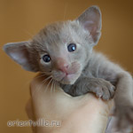 Ориентальный котенок