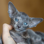Ориентальный котенок