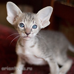 Ориентальный котенок