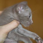 Orientville's Imhotep 34 дня