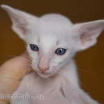 Ориентальный котенок