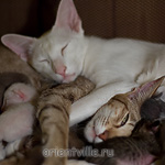 Кошки с котятами