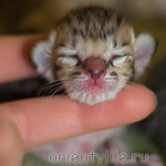 ориентальный котенок