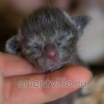 Orientville's Helen 1 день
