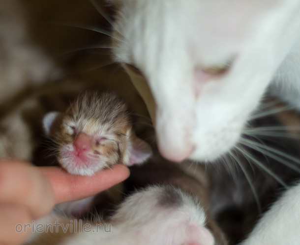 Кошка с котенком