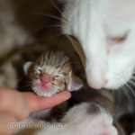 Кошка с котенком