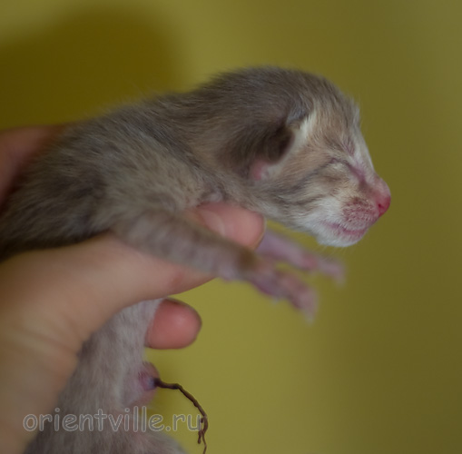 ориентальный котенок