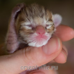 ориентальный котенок