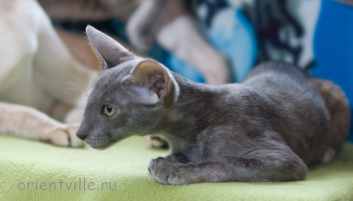 Helen 3,5 месяца