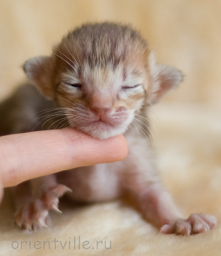 ориентальный котенок