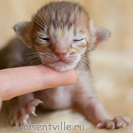 Ориентальный котенок