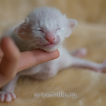 ориентальный котенок