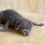 ориентальный котенок