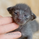 ориентальный котенок