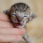 ориентальный котенок