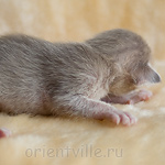 Orientville's Isadora 9 дней