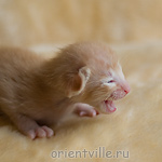 Ориентальный котенок