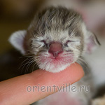 ориентальный котенок