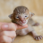ориентальный котенок
