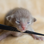 Orientville's Imhotep 9 дней