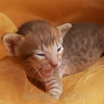 ориентальный котенок