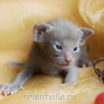 Orientville's Imhotep 19 дней