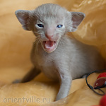 Orientville's Imhotep 19 дней