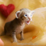 ориентальный котенок