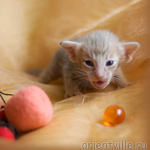 ориентальный котенок