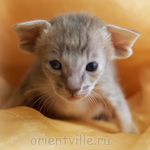 ориентальный котенок