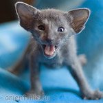 Ориентальный котенок