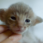 2 недели