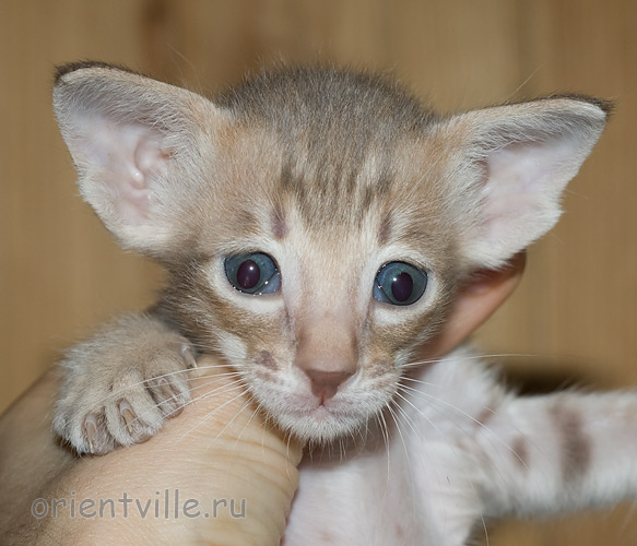 1 месяц