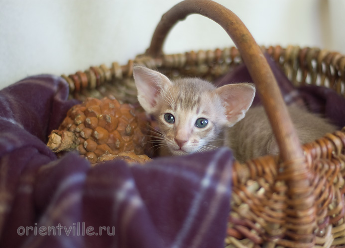 1 месяц