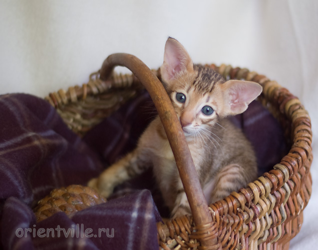 1 месяц