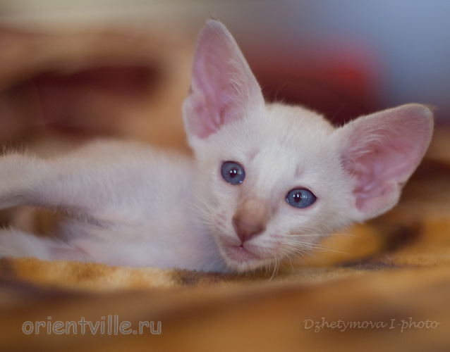 1 месяц