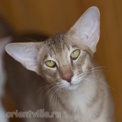 10 месяцев