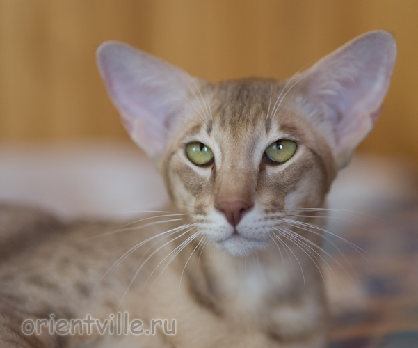 12 месяцев