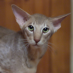 15 месяцев