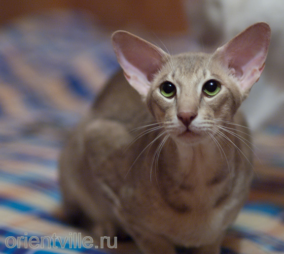 15 месяцев