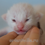 Сиамский котенок