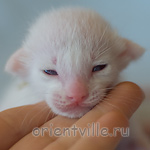 Ориентальный котенок