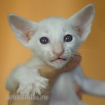 Сиамский котенок