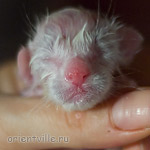 Сиамский котенок