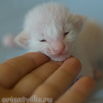 Сиамский котенок