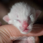 Ориентальный котенок