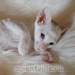 Ориентальный котенок