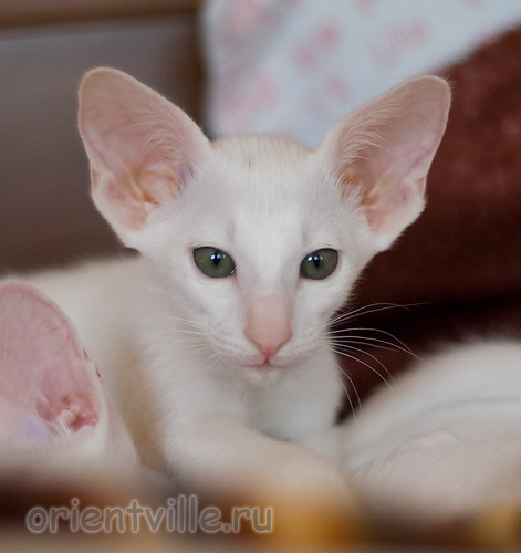 3 месяца
